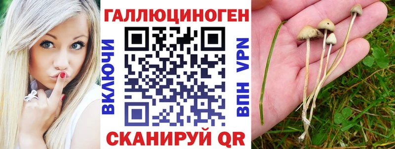 маркетплейс состав  Вытегра  Галлюциногенные грибы Psilocybine cubensis 